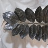 Замиокулькас замиелистный Black Raven
