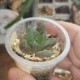 Haworthia obtusa hybrid Tianjin С (Gigantic Soldier) AR20