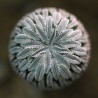 Pelecyphora aselliformis