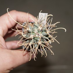 Glandulicactus uncinatus (Sclerocactus uncinatus)