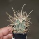 Glandulicactus uncinatus (Sclerocactus uncinatus)