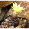 Frailea angelesii