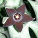 Caralluma hesperidium