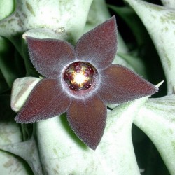 Caralluma hesperidium