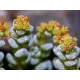 Crassula corallina