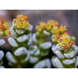 Crassula corallina