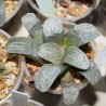 Haworthia groenewaldii SELECTED
