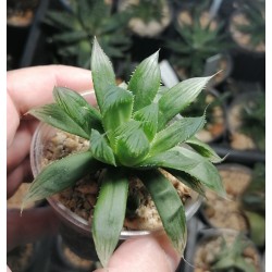 Haworthia ryderiana