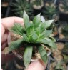 Хавортия Haworthia ryderiana