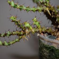 Euphorbia lenewtonii