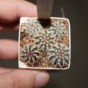 Эхиноцереус Echinocereus viridiflorus - Галерея