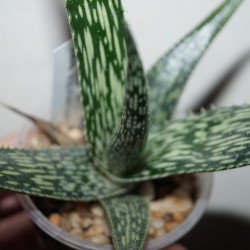 Aloe hemmingii
