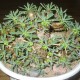 Euphorbia Gabizan Cocklebur