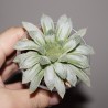 Хавортия Haworthia cooperi variegata