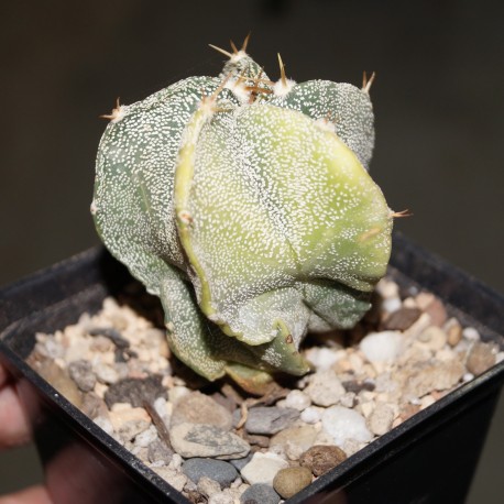 Astrophytum ornatum variegata