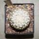 Coryphantha compacta
