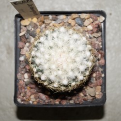 Coryphantha compacta