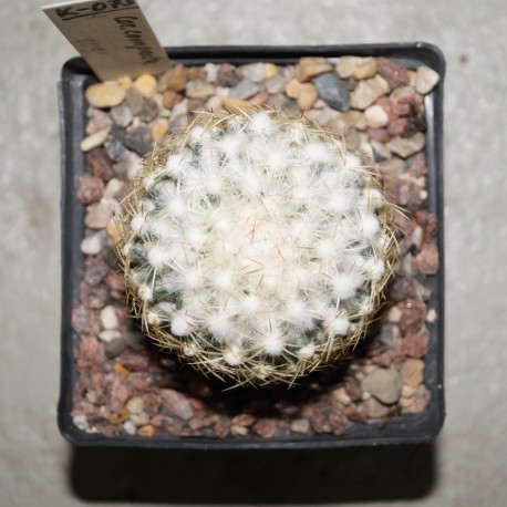 Coryphantha compacta