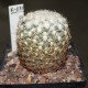 Coryphantha compacta
