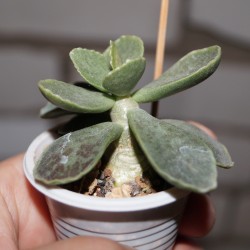 Adromischus subviridis