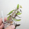 Euphorbia delphinensis