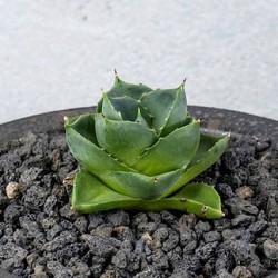 ъ26 Агава Agave pixie - детка