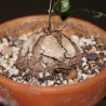 Dioscorea elephantipes 3-4 см