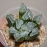 Хавортия Haworthia Love Heart - Галерея