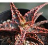 Aloe сортовое Mars - детка