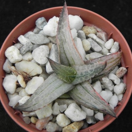 Haworthia springbokvlakensis variegata