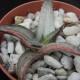 Haworthia springbokvlakensis variegata