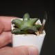Haworthia limifolia striata x koelmaniorum