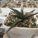 Haworthia sordida