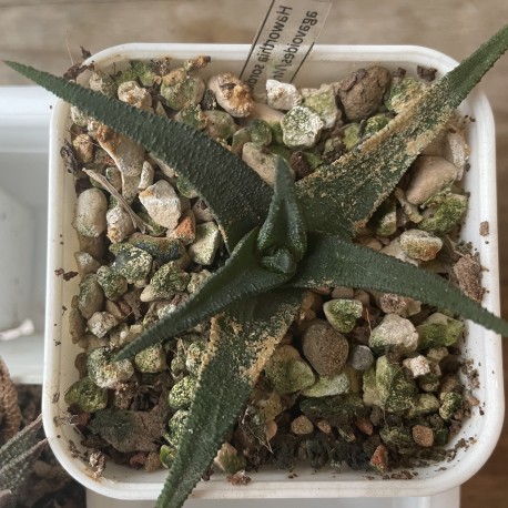 Haworthia sordida