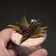 Haworthia scabra мультигибрид
