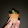 Crassula ovata Gimli