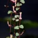 Ceropegia woodii variegata