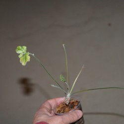 Пеларгония Pelargonium sp, ex Eshton