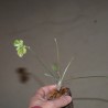 Пеларгония Pelargonium sp, ex Eshton