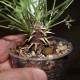 Pelargonium hystrix
