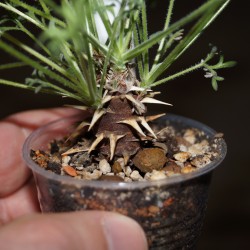 Пеларгония Pelargonium hystrix - Галерея