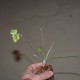 Pelargonium sp,