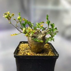 ъ26 Пеларгония Pelargonium carnosum - Галерея