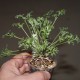 Pelargonium hystrix
