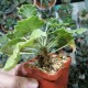 Pelargonium mirabilis