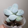 Pachyphytum oviferum Amethystium - черенок