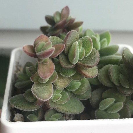 Crassula sericea