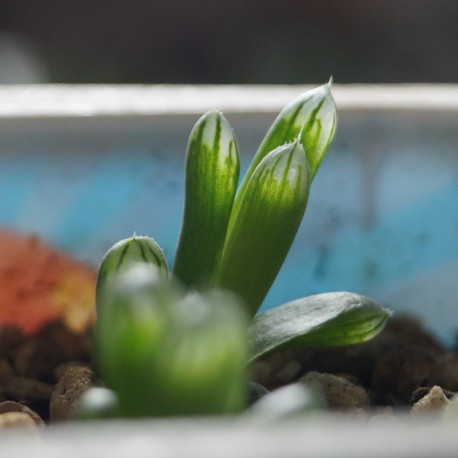 Haworthia obtusa