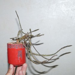 Euphorbia platyclada