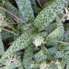 2401 Scilla socialis